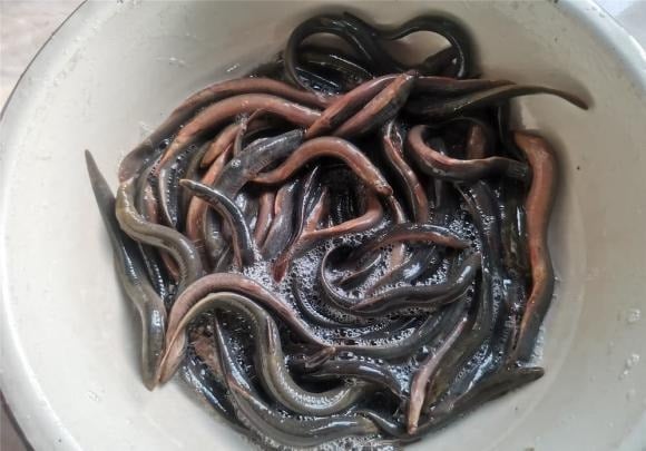 Cá chạch giàu protein, ít chất béo, đồng thời chứa nhiều vitamin và khoáng chất như kali, natri, canxi, sắt, kẽm, selen, cùng đầy đủ các axit amin thiết yếu. 