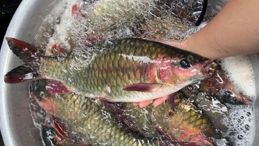 Cá bỗng được coi là đặc sản bởi hương vị thơm ngon, thịt chắc ngọt.