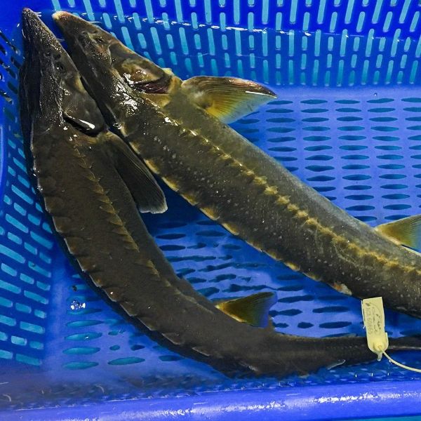 Cá tầm ngày càng phổ biến tại chợ Việt nhờ thịt dày, hầu như không có xương cứng.