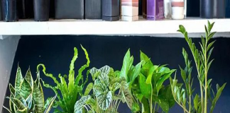 Nhà giàu thích trồng 5 cây cảnh này ở sân nhà, dòng họ trăm năm giàu sang, hưng thịnh