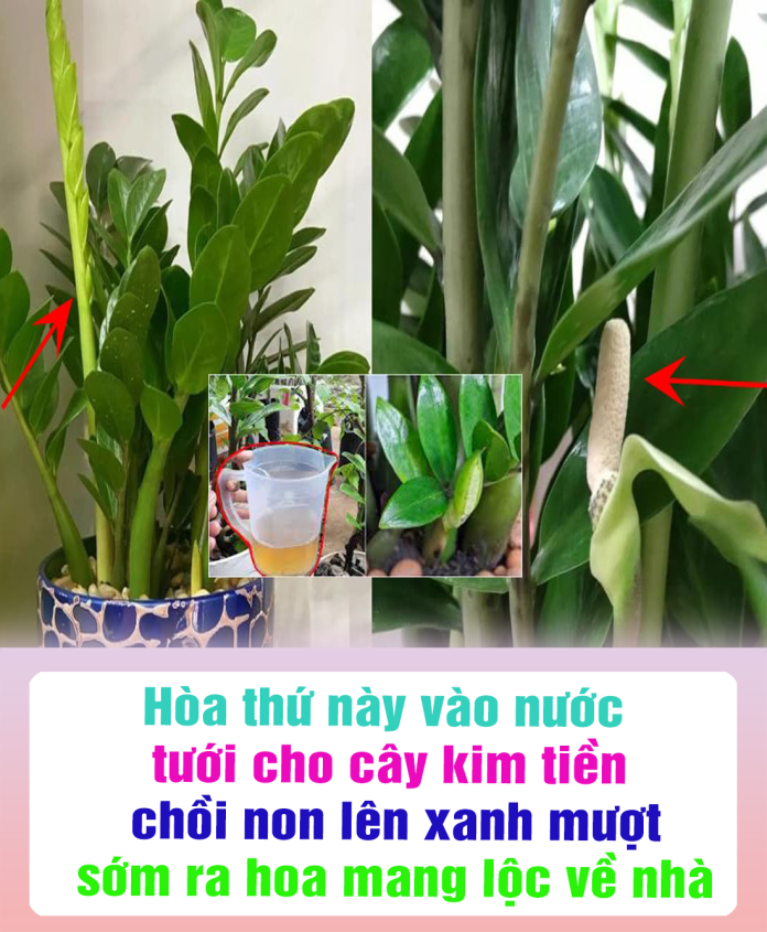 Hòa thứ này vào nước tưới cho cây kim tiền, chồi non lên xanh mượt, sớm ra hoa mang lộc về nhà