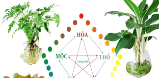 Trồng cây Hợp Mệnh là trồng tιềռ trong nhà, ᵭặt ᵭâυ cũng pɦát lộc, gιàυ bα ᵭờι