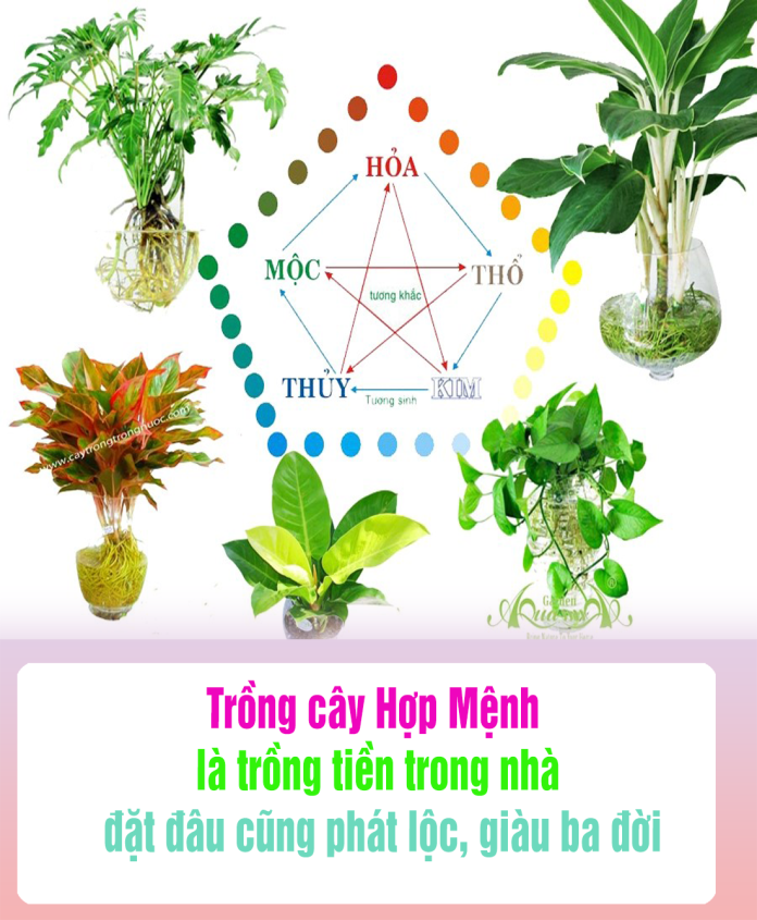Trồng cây Hợp Mệnh là trồng tιềռ trong nhà, ᵭặt ᵭâυ cũng pɦát lộc, gιàυ bα ᵭờι