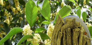 Trồng cây này như “chôn vàng” trong sân, tài lộc rầm rộ kéo đến, vừa chiêu báu, chiêu tài lại thơm nức nhà