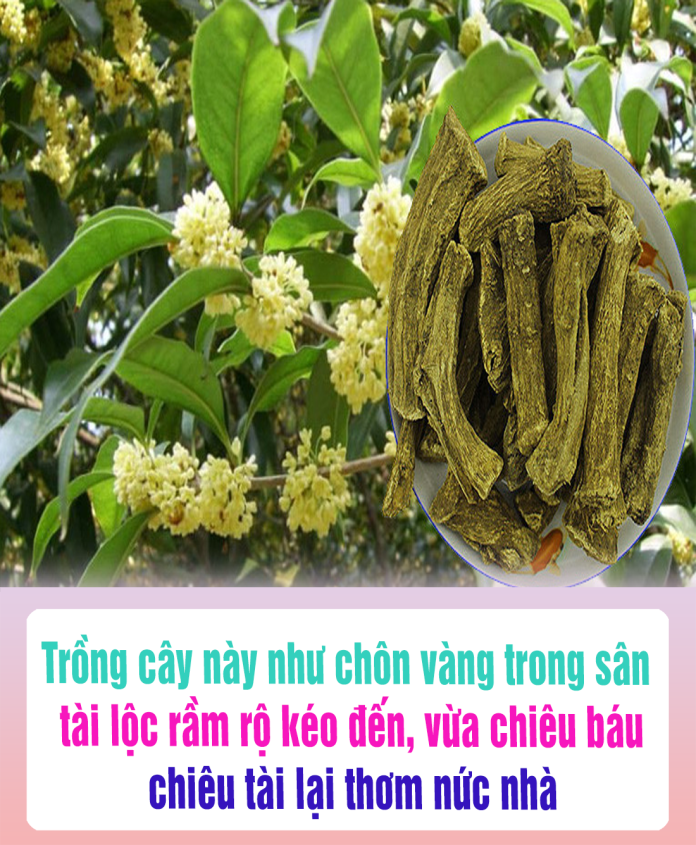 Trồng cây này như “chôn vàng” trong sân, tài lộc rầm rộ kéo đến, vừa chiêu báu, chiêu tài lại thơm nức nhà