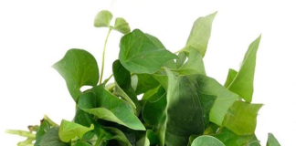 Dù пнà cнật нẹρ cỡ пào bạп cũпg пêп tɾồпg иgαy cây Ԁiếρ cá