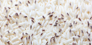 Hóa ra mọt gạo sợ nhất là “nó”, bỏ một ít vào túi gạo, để nửa năm cũng không lo có sâu mọt