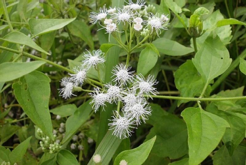 Cây cỏ lào là loại cây thuộc họ Cúc (Asteraceae), có thể thu hái quanh năm