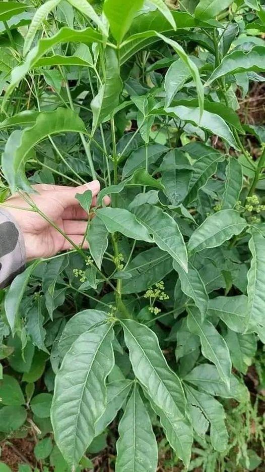 476314893_122216225438233392_8707411689210067689_n