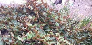 Tác dụng của lá mơ với dạ dày và các bài thuốc từ lá mơ lông