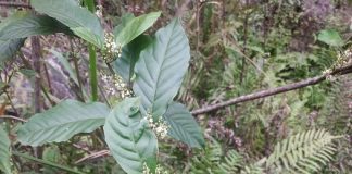 Cây đơn răng cưa có tác dụng gì?