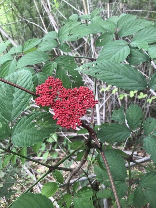 476893913_122217444680233392_3794197904559633230_n (1)