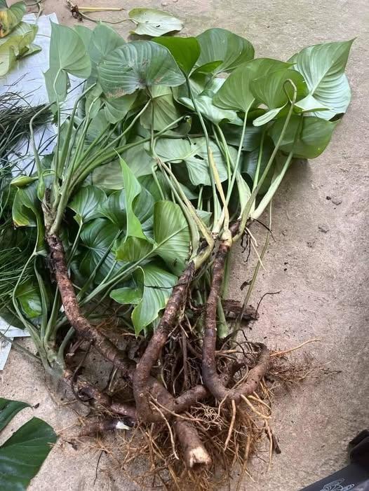 481659148_122221577282233392_3037339893992248440_n (1)