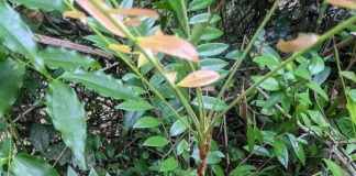 Công dụng của cây mật nhân với sức khỏe