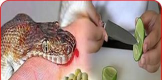 Hạt chanh có thể cứu sống người bị rắn cắn chỉ trong vòng 1 phút nếu dùng theo cách này