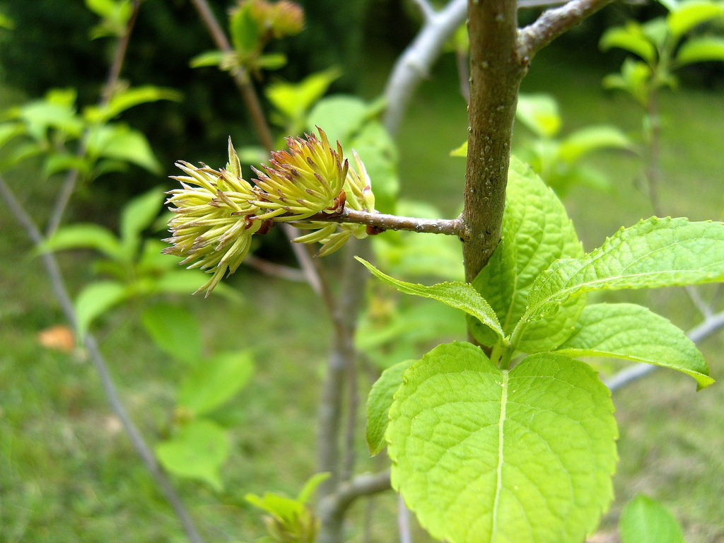 Đỗ trọng (Vỏ thân) 1