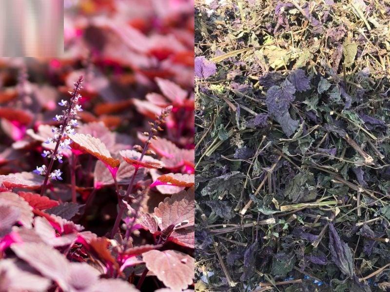 4 loại lá phơi khô thành