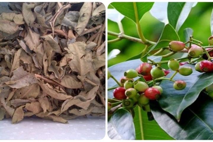 4 loại lá phơi khô thành