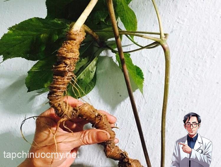 Loài cây quý hiếm, đắt đỏ bậc nhất thế giới, chỉ có duy nhất ở Việt Nam- Ảnh 2.