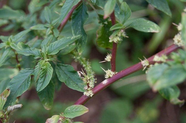 Ở nông thôn Việt Nam, rau dền gai (hay còn gọi là dền hoang, dền tía có gai) là cái tên chẳng mấy xa lạ. Cây mọc tự nhiên khắp nơi: từ bờ ruộng, ven đường đến những mảnh đất trống.