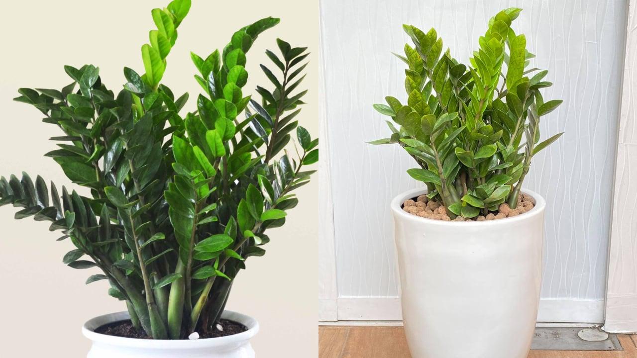 Đặt cây kim tiền ở 2 vị trí này, tài lộc ùn ùn kéo đến, tiền về như nước