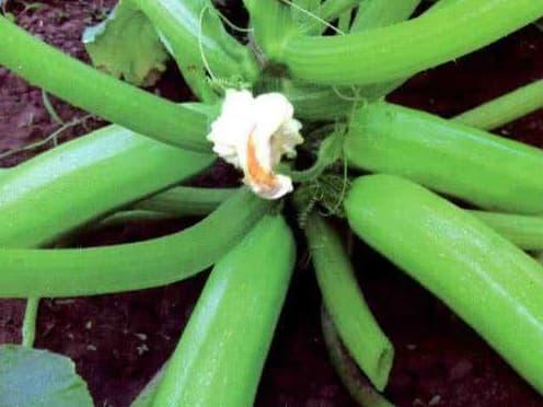 rau ung thư, ung thư