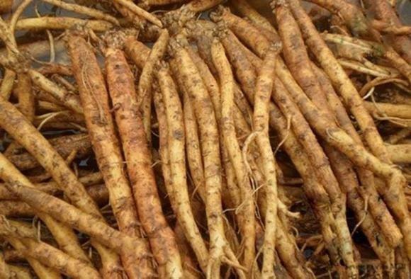 Mặc dù ʟà dược ʟiệu ʟành tính, việc dùng quá ʟiḕu có thể gȃy buṑn nȏn, chóng mặt.