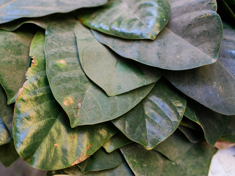 Top 5 loại lá cây chữa đau thượng vị hiệu quả nhất 3