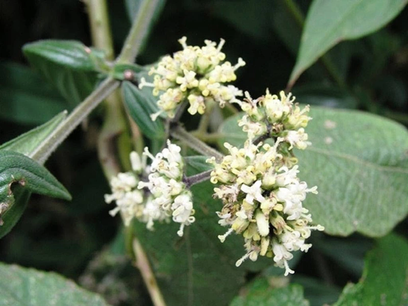 Top 5 loại lá cây chữa đau thượng vị hiệu quả nhất 4