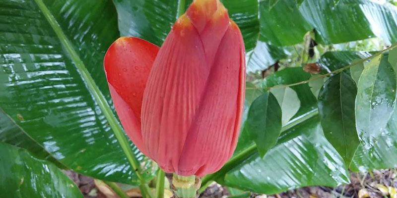 Hoa chuối giúp điều trị vết thương và nhiễm trùng