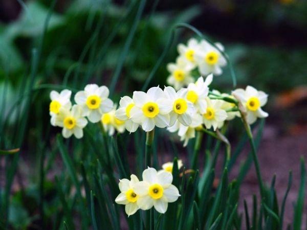 Tử vi 4 ngày liên tiếp (7, 8, 9 và 10/12), 3 con giáp thóc lúa đầy bồ, tiền bạc đầy két, đời vận lên hương, giàu sang Phú Quý ngút trời - Ảnh 2