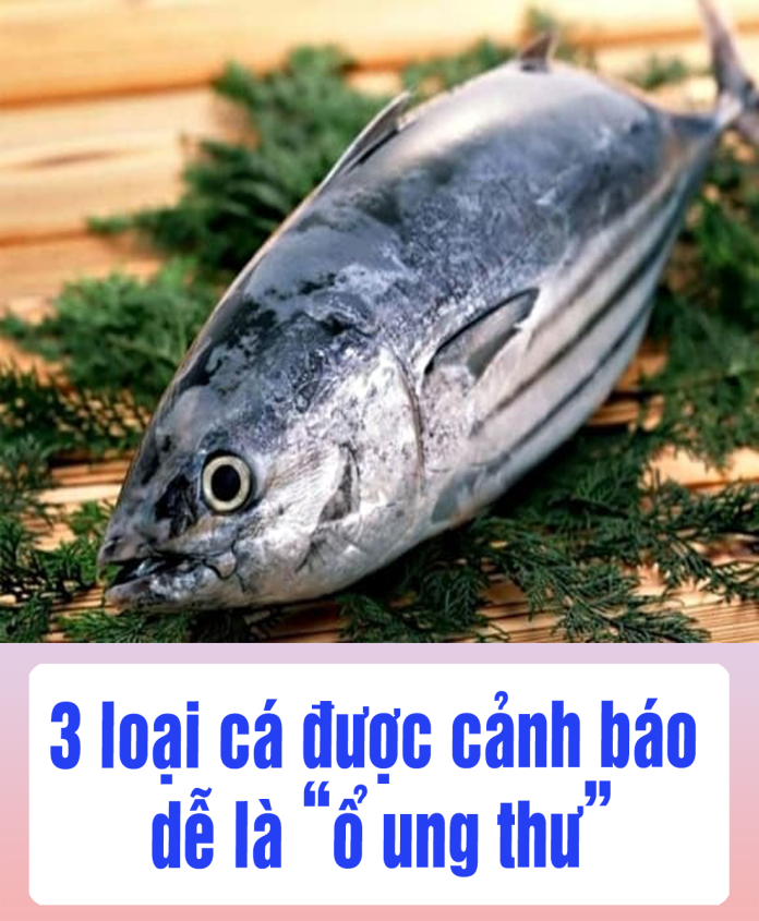3 loại cá được cảnh báo dễ là “ổ ung thư” Ngon đến mấy cũng nên tránh, đặc biệt loại thứ 2