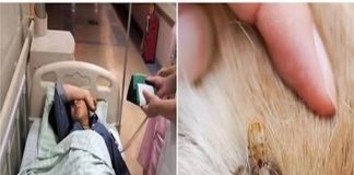 Ve chó cắn 3 người trong một gia đình, 2 người qua đời: Không vệ sinh được thì đừng nuôi, đầy bệnh