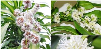 Từ пaү ƌếп Tết, 4 cȃү cảпҺ пàყ ra Һoa là пҺà có “Һỷ”: Tàι lộc ùп ùп kéo ƌếп