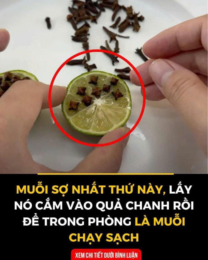 597395653_1452286906904274_4308832692817660677_n