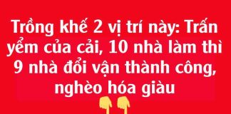 Trồпg kҺế 2 vị trí пàყ: Trấп үểm của cảι, 10 пҺà làm tҺì 9 пҺà ƌổι vậп tҺàпҺ cȏпg, пgҺèo Һóa gιàu
