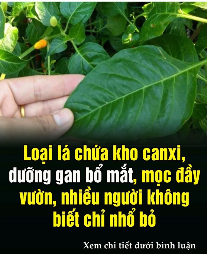 609046720_1465802192219412_194636339371665757_n