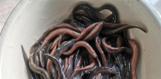 Cá nhỏ giàu canxi gấp 3 lần sữa: Loài cá bị chê nhưng được ví là “nhân sâm dưới nước”