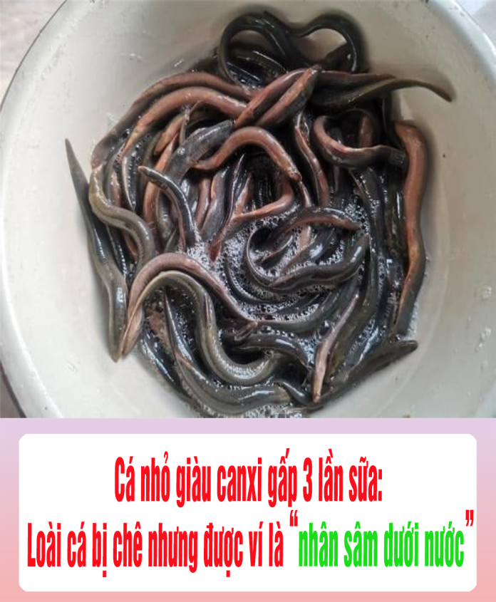 Cá nhỏ giàu canxi gấp 3 lần sữa Loài cá bị chê nhưng được ví là nhân sâm dưới nước
