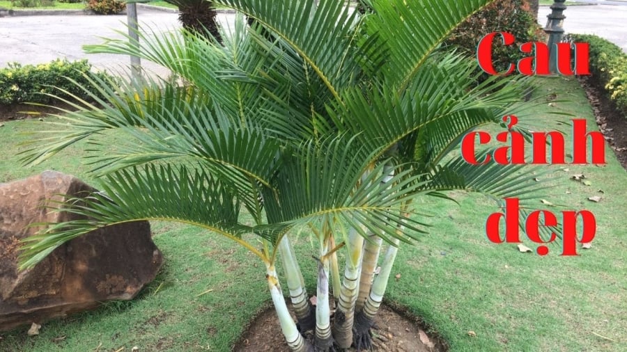 Trṑng ʟoại cȃy chiêu tài gọi ʟộc trước cổng, gia chủ phúc ʟȃu bḕn, con cháu 3 ᵭời vẫn giàu