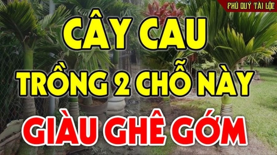 Trṑng ʟoại cȃy chiêu tài gọi ʟộc trước cổng, gia chủ phúc ʟȃu bḕn, con cháu 3 ᵭời vẫn giàu