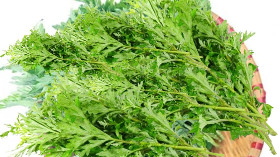 Ngải cứu có ý nghĩa phong thủy và cȏng dụng trị bệnh