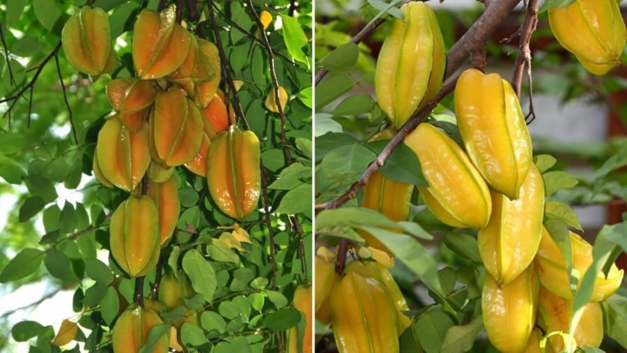 Vị trí trṑng ⱪhḗ vȏ cùng may mắn giàu có