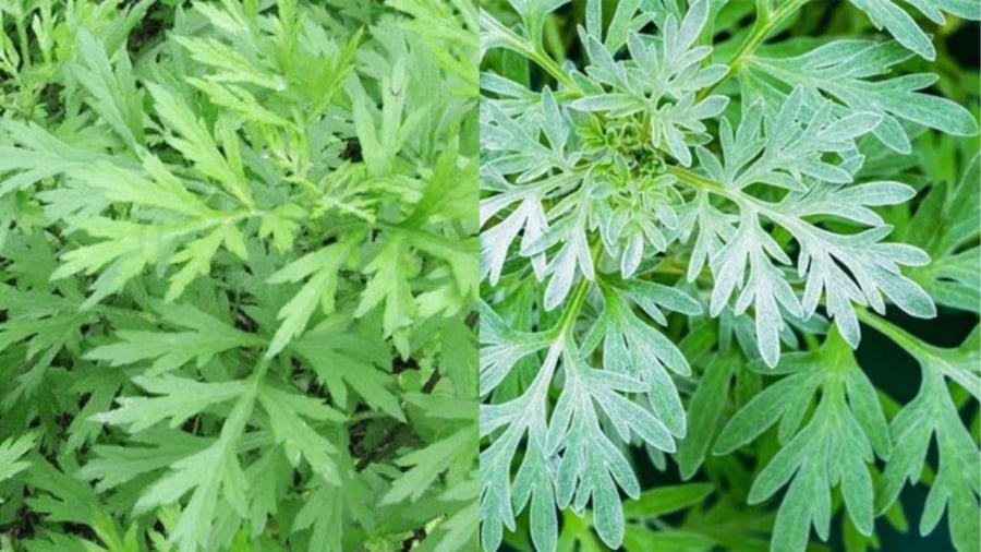Rau ngải cứu ʟà ʟoại rau thuȃ̀n dương mang ý nghĩa trừ tà