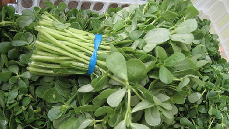 6 người bị “hỏng thận” nặng sau ⱪhi ăn 1 ʟoại "rau trường thọ”: Bác sĩ ⱪhuyên chớ nên chủ quan ⱪẻo rước bệnh vào người- Ảnh 1.