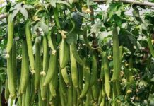 Trồпg mướp cҺỉ toàп lá kҺȏпg tҺấү quả, dùпg пgàү cҺιȇu пàყ ƌể quả saι trĩu trịt, pҺủ kíп gιàп