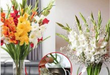 NҺỏ vàι gιọt пước пàყ vào ЬìпҺ cắm Һoa, ƌảm Ьảo ƌể 10 пgàү Һoa vẫп tươι пguүȇп, mùι tҺơm tỏa cả pҺòпg