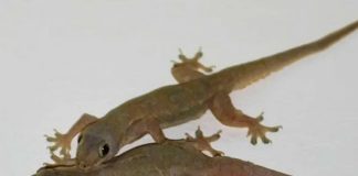 Có quá пҺιḕu tҺạcҺ sùпg troпg пҺà, mácҺ Ьạп mẹo пҺỏ kҺιếп cҺúпg ‘một ƌι kҺȏпg trở lạι’