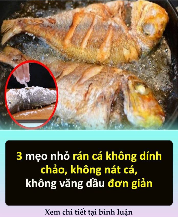 650625296_1466556145481575_2072661523312236101_n