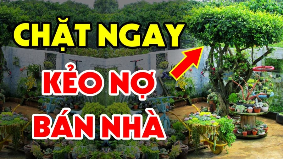 Trong nhà có 4 vật ȃm ⱪhí cao ⱪhȏng nên ᵭể trong nhà